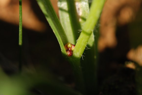 Gagea lacaitae A.Terracc. Liliaceae