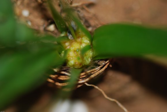 Gagea lacaitae A.Terracc. Liliaceae