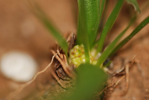 Gagea lacaitae A.Terracc. Liliaceae