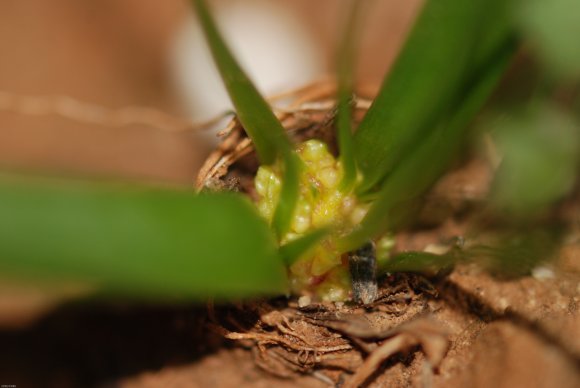 Gagea lacaitae A.Terracc. Liliaceae