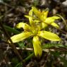 Gagea lacaitae A.Terracc. Liliaceae