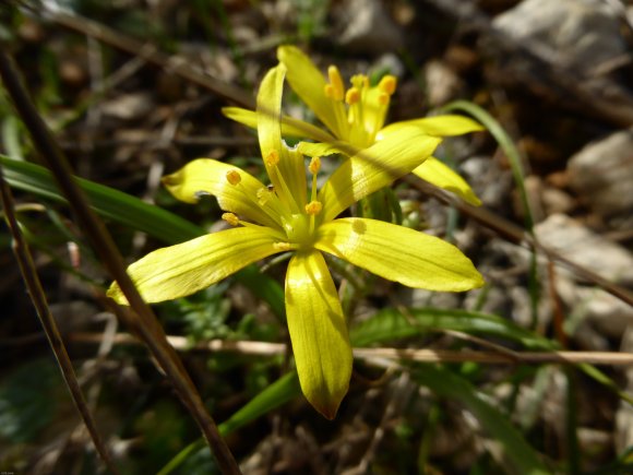 Gagea lacaitae A.Terracc. Liliaceae