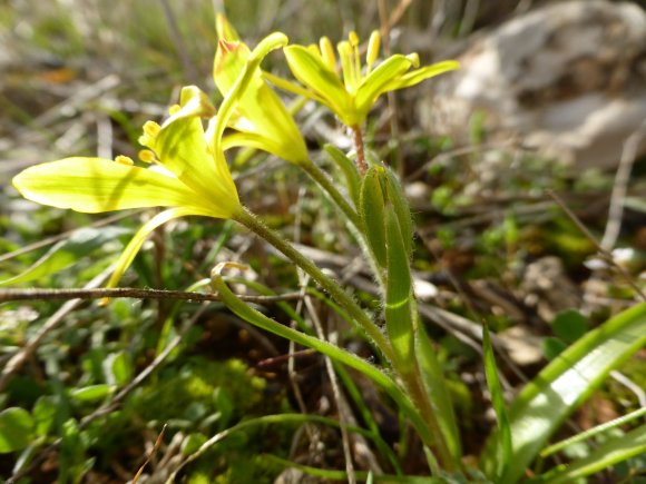 Gagea lacaitae A.Terracc. Liliaceae