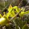 Gagea lacaitae A.Terracc. Liliaceae