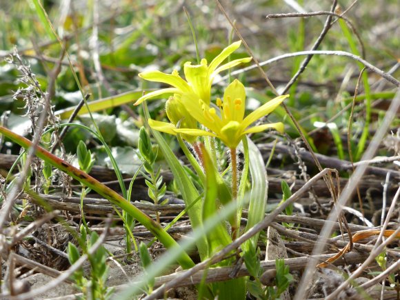 Gagea lacaitae A.Terracc. Liliaceae