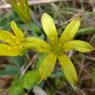 Gagea lacaitae A.Terracc. Liliaceae