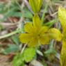 Gagea lacaitae A.Terracc. Liliaceae