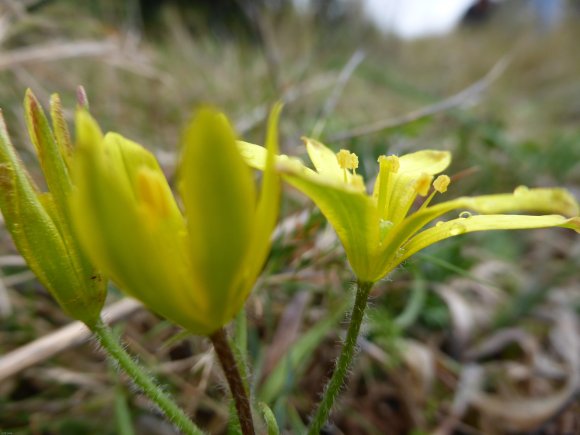 Gagea lacaitae A.Terracc. Liliaceae