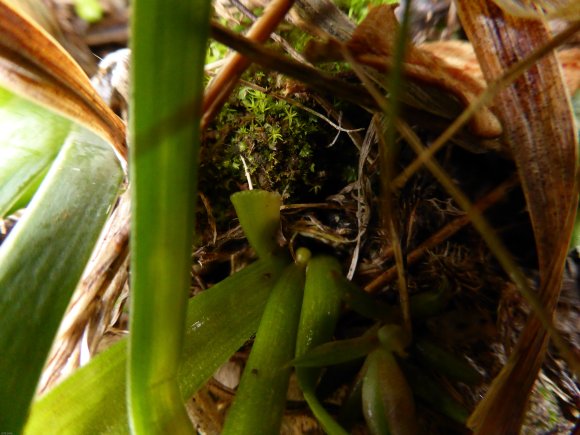 Gagea lacaitae A.Terracc. Liliaceae