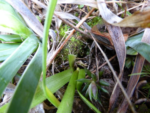 Gagea lacaitae A.Terracc. Liliaceae