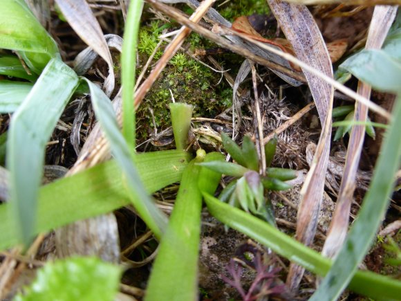 Gagea lacaitae A.Terracc. Liliaceae