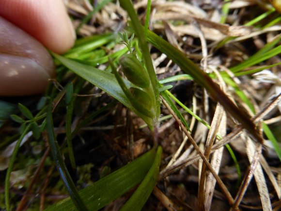 Gagea lacaitae A.Terracc. Liliaceae