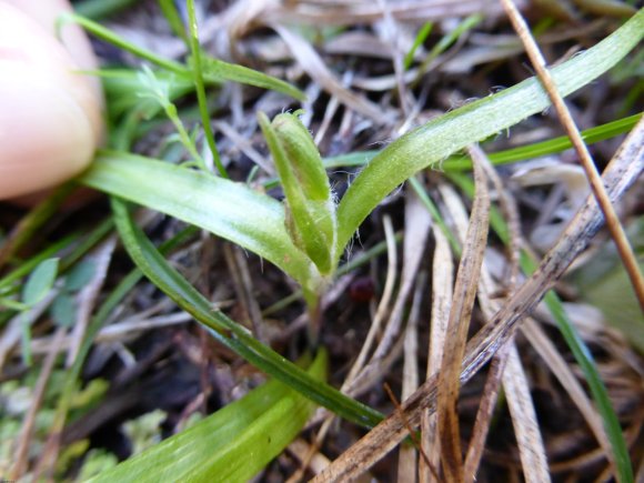 Gagea lacaitae A.Terracc. Liliaceae