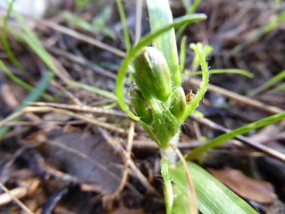 Gagea lacaitae A.Terracc. Liliaceae