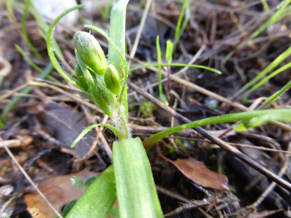 Gagea lacaitae A.Terracc. Liliaceae