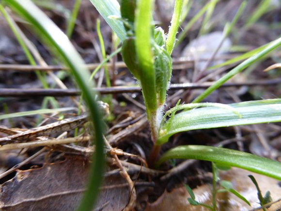 Gagea lacaitae A.Terracc. Liliaceae