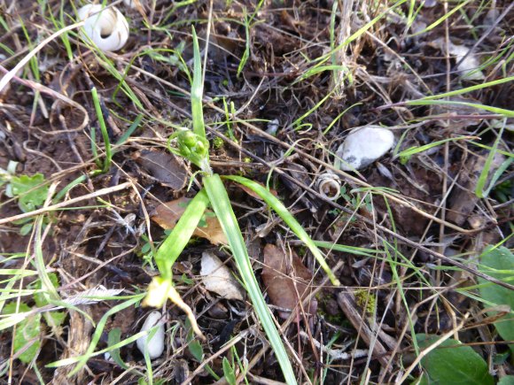 Gagea lacaitae A.Terracc. Liliaceae