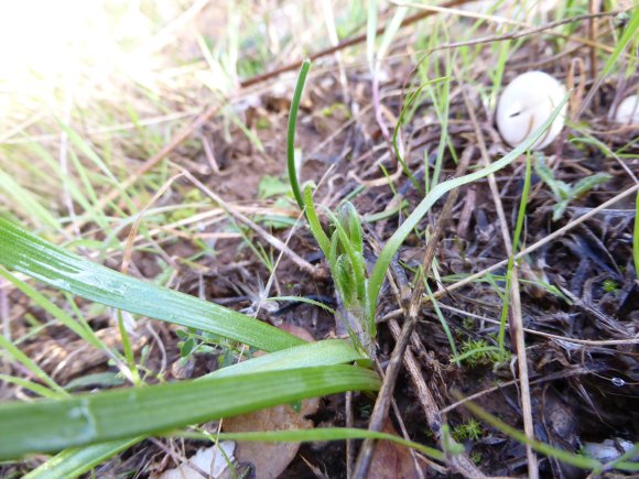 Gagea lacaitae A.Terracc. Liliaceae