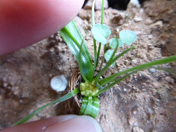 Gagea lacaitae A.Terracc. Liliaceae