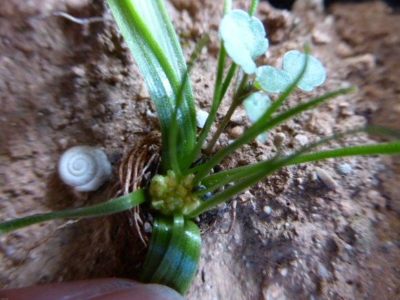 Gagea lacaitae A.Terracc. Liliaceae