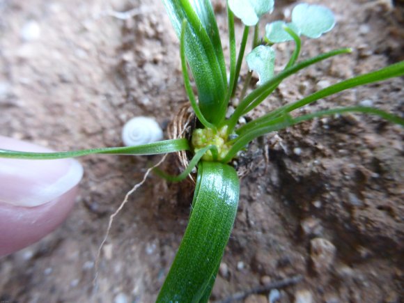 Gagea lacaitae A.Terracc. Liliaceae