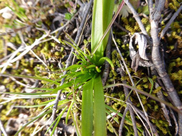 Gagea lacaitae A.Terracc. Liliaceae