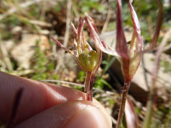 Gagea lacaitae A.Terracc. Liliaceae