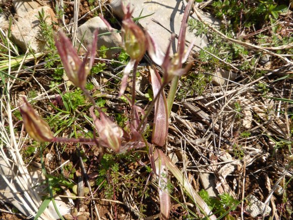 Gagea lacaitae A.Terracc. Liliaceae