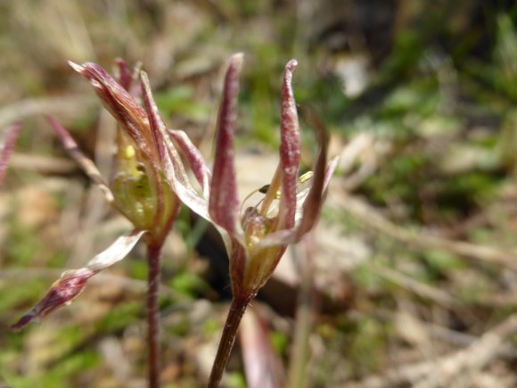 Gagea lacaitae A.Terracc. Liliaceae