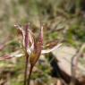 Gagea lacaitae A.Terracc. Liliaceae