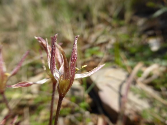 Gagea lacaitae A.Terracc. Liliaceae