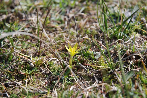 Gagea mauritanica Durieu ex Coss. Liliaceae