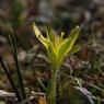 Gagea mauritanica Durieu ex Coss. Liliaceae