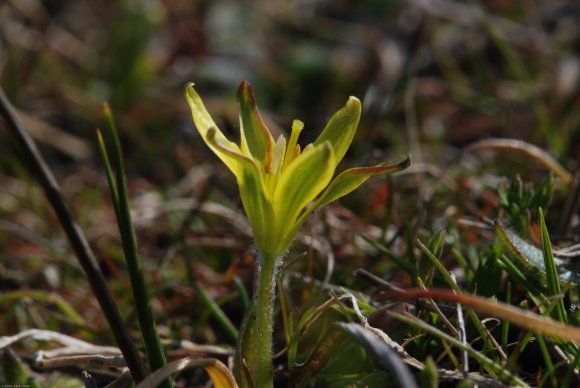 Gagea mauritanica Durieu ex Coss. Liliaceae