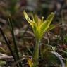Gagea mauritanica Durieu ex Coss. Liliaceae