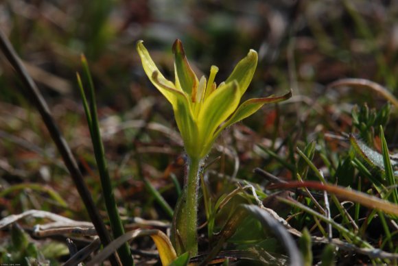 Gagea mauritanica Durieu ex Coss. Liliaceae