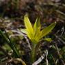 Gagea mauritanica Durieu ex Coss. Liliaceae