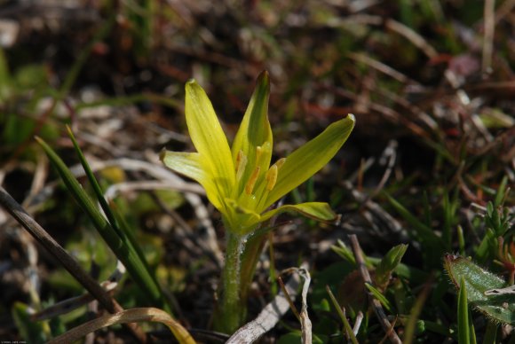 Gagea mauritanica Durieu ex Coss. Liliaceae