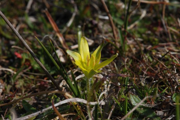 Gagea mauritanica Durieu ex Coss. Liliaceae