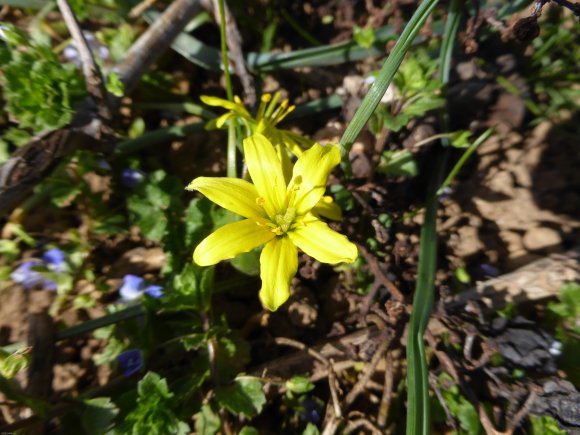 Gagea villosa (M.Bieb.) Sweet Liliaceae Gagée des champs