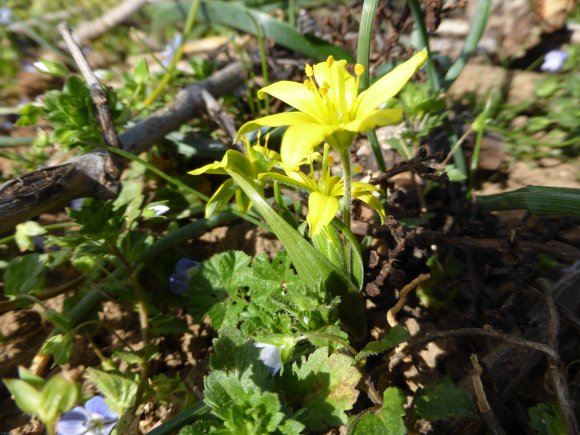 Gagea villosa (M.Bieb.) Sweet Liliaceae Gagée des champs