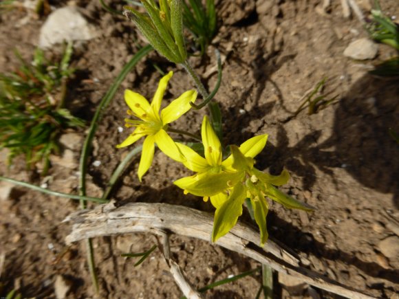 Gagea villosa (M.Bieb.) Sweet Liliaceae Gagée des champs