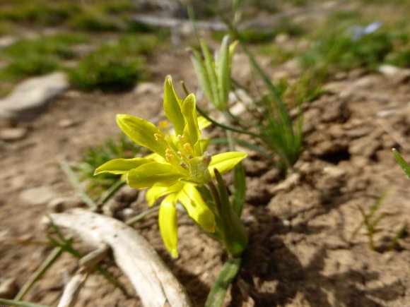 Gagea villosa (M.Bieb.) Sweet Liliaceae Gagée des champs