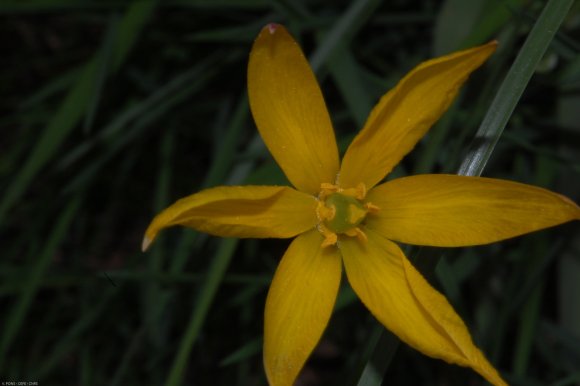 Tulipa sylvestris L. Liliaceae - Tulipe sauvage