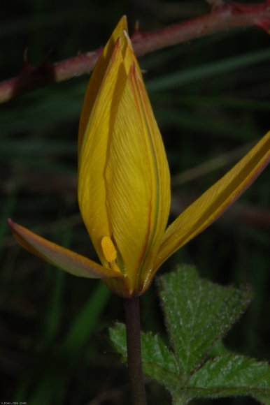 Tulipa sylvestris L. Liliaceae - Tulipe sauvage