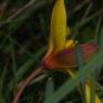 Tulipa sylvestris L. Liliaceae - Tulipe sauvage