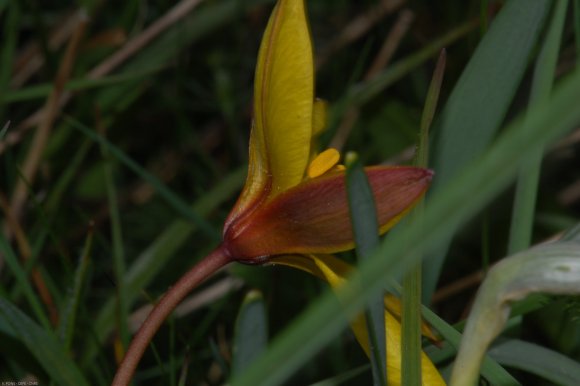 Tulipa sylvestris L. Liliaceae - Tulipe sauvage