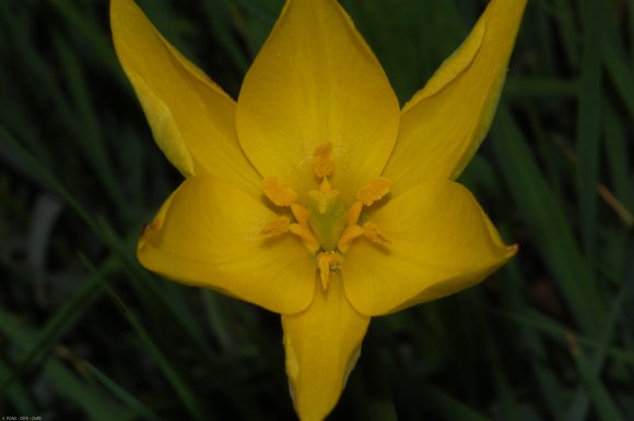 Tulipa sylvestris L. Liliaceae - Tulipe sauvage