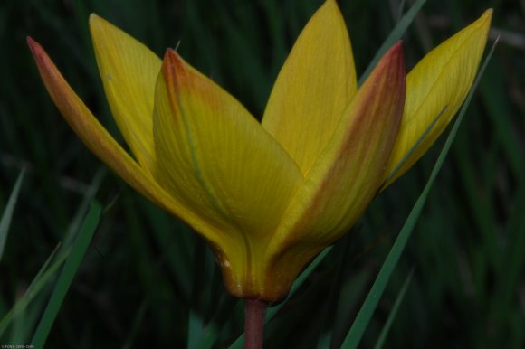 Tulipa sylvestris L. Liliaceae - Tulipe sauvage