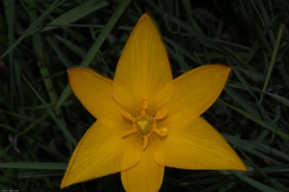 Tulipa sylvestris L. Liliaceae - Tulipe sauvage